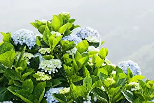 Mists Prints: Hydrangea (Hydrangea macrophylla) in front of mountains