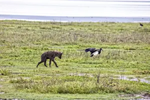 Hyena Prints: Hyena, Africa