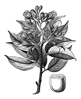 Cone Prints: Hymenaea courbaril (courbaril, West Indian locust, Brazilian copal, amami-gum)
