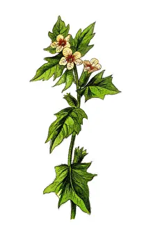 Henbane Prints: Hyoscyamus niger, commonly known as henbane, black henbane or stinking nightshade