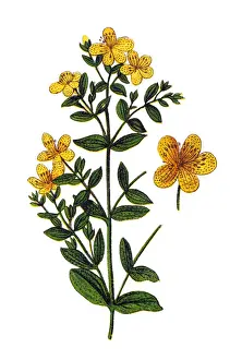 Hypericum perforatum, known as perforate St John s-wort, common Saint Johns wort and St Johns wort