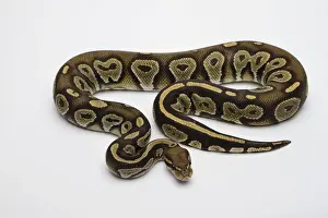 Reptilia Prints: Hypo Black Head Hat Albino Ball Python or Royal Python -Python regius-, male
