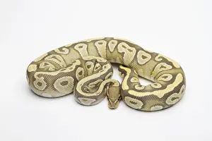 Female Animal Prints: Hypo Mojave Ball Python or Royal Python -Python regius-, female
