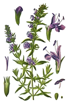 Images Dated 9th April 2019: hyssop