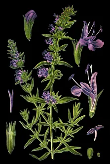 Images Dated 9th April 2019: hyssop