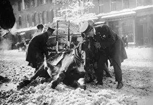 I Saw It Drinking; Policemen attempt to help up a horse that has collapsed due to