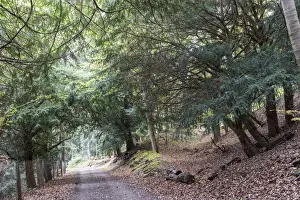 Forest Track Prints: Ibengarten nature reserve, Common yew -Taxus baccata