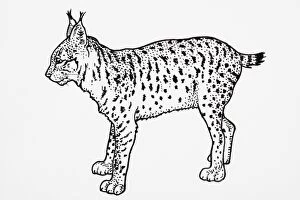 Images Dated 6th February 2007: Iberian or Spanish Lynx (Felis pardina), standing