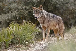 Images Dated 30th April 2012: Iberian Wolf -Canis lupus lupus-, Antequera, Spain