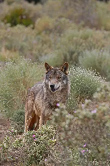 Images Dated 30th April 2012: Iberian Wolf -Canis lupus lupus-, Antequera, Spain
