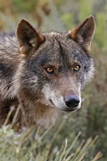 Malaga Province Prints: Iberian Wolf -Canis lupus lupus-, Antequera, Spain