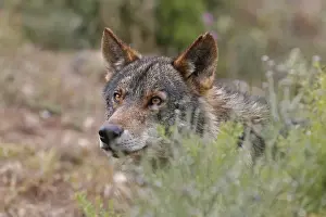 Malaga Province Prints: Iberian Wolf -Canis lupus lupus-, Antequera, Spain