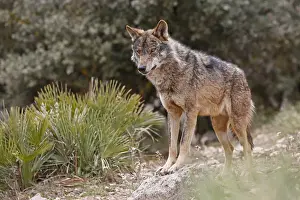 Malaga Province Prints: Iberian Wolf -Canis lupus lupus-, Antequera, Spain