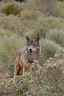 Malaga Province Prints: Iberian Wolf -Canis lupus lupus-, Antequera, Spain