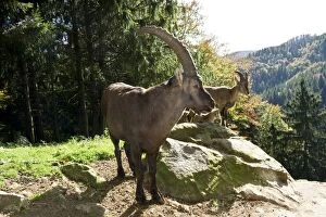 Bovid Gallery: Ibex (Capra), Steinwasenpark in Freiburg im Breisgau, Baden-Wuerttemberg, Germany, Europe