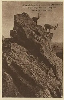 Caprid Prints: Ibexes in Hagenbeck Zoo, Hamburg
