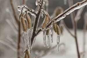 Ice-coated male catkins, inflorescence, Common Hazel -Corylus avellana-, wienerwald, Sulz im Wienerwald, Lower Austria