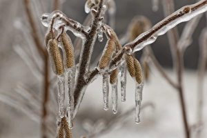 Frost Collection: Ice-coated male catkins, inflorescence, Common Hazel -Corylus avellana-, wienerwald