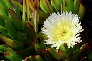 Ice plant, Highway ice plant, Pigface or Hottentot fig -Carpobrotus edulis-, dunes south of Bastia, Corsica, France, Europe