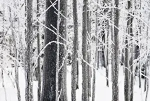 Whispering Prints: Ice on tree trunks in the woods in winter, Herz, Lower Saxony, Germany, Europe