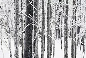 Harz Gallery: Ice on tree trunks in the woods in winter, Herz, Lower Saxony, Germany, Europe