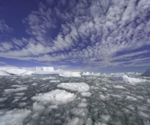 Antarctica Gallery: Icebergs, ice floes, Collins Bay, Antarctic Pen
