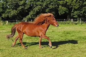 Images Dated 30th September 2012: Iceland horse, running mare