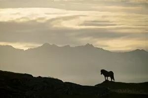 Images Dated 30th August 2011: Iceland horse, silhouette, south-eastern coast, Iceland, Europe
