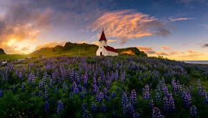 Images Dated 20th August 2017: Iceland Lupine