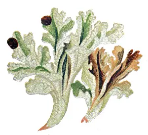 Iceland moss (Cetraria islandica)