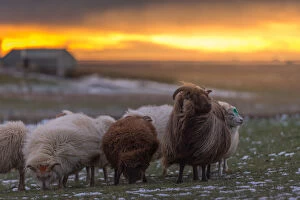 Images Dated 2nd November 2013: Iceland sheep on a field in winter season