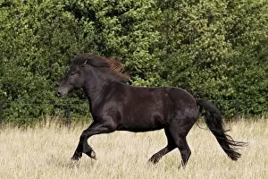 Images Dated 16th September 2012: Icelandic horse -Equus przewalskii f caballus-, black gelding galloping