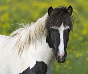 Images Dated 18th July 2011: Icelandic horse on a flower meadow, Iceland, Europe