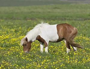Icelandic horse on a flower meadow, Iceland, Europe