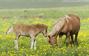 Icelandic horse with a foal on a flower meadow, Iceland, Europe