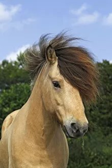Icelandic Horse, gelding, portrait, Germany, Europe