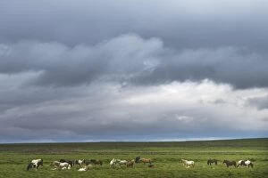 Images Dated 18th June 2014: Icelandic horse herd on the gras field