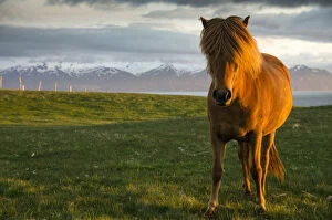 Odd Toed Ungulate Gallery: Icelandic horse, Husavik area, Norourland eystra region, or north-east region, Iceland, Europe