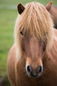 Images Dated 5th April 2010: Icelandic horse, Iceland