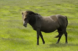 Perissodactyla Gallery: Icelandic horse, Iceland, Europe
