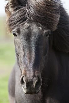 Images Dated 6th June 2011: Icelandic horse, portrait, South Iceland, Iceland, Europe