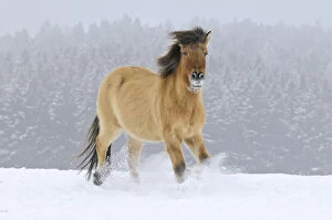 Icelandic Horse in the snow, Bavaria, Germany, Europe