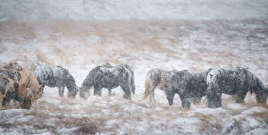 Images Dated 30th October 2013: Icelandic horse on a snow field