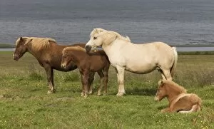 Images Dated 13th August 2011: Icelandic horses (Equus scandinavicus)