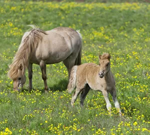 Icelandic horses on a flower meadow, Iceland, Europe