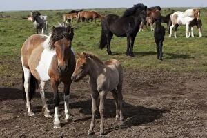 Odd Toed Ungulate Gallery: Icelandic horses with foals, southern Iceland, Iceland, Europe