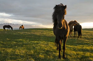 Odd Toed Ungulate Gallery: Icelandic horses, Husavik area, Norourland eystra region, or north-east region, Iceland, Europe