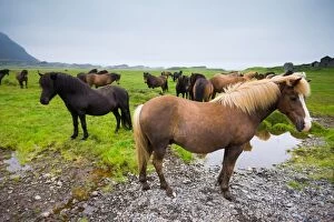 Images Dated 5th April 2010: Icelandic horses, Iceland