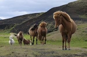 Perissodactyla Gallery: Icelandic horses, Iceland, Europe