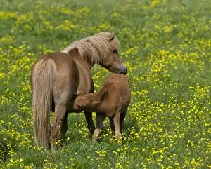 Icelandic horses, mare and foal suckling, Iceland, Europe